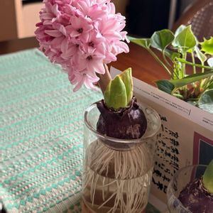 ヒヤシンス,ヒヤシンス 水耕栽培の画像