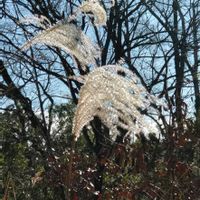 ススキ,いつもの散歩道,世界平和,被災地にエールを…。,道端徘徊同盟の画像