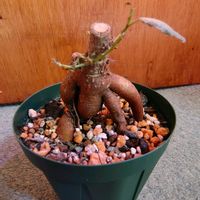 ガジュマル,ガジュマル,観葉植物,ガーデニング,ボタニカルライフの画像