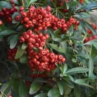 ピラカンサ,自然観察,赤い実,散策,バラ科トキワサンザシ属の画像