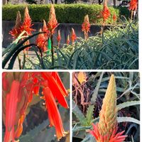 アロエ,東京タワー,増上寺,起き上がり小法師,災害復旧の祈りの画像