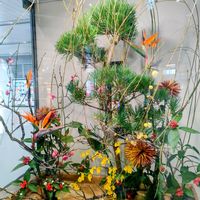 ストレリチア,センリョウ,マツ,土方歳三,初詣の画像