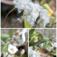 ミツマタ,シュウメイギクの綿毛,感謝,ありがとう♡,今日も笑顔で♡の画像