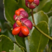 マサキ,マサキ,マサキの実,ビタミンカラー,赤い実の画像