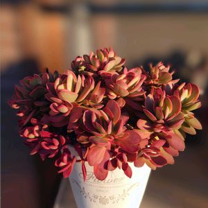 舞乙女,ジェイドネックレス,ゴールデンブリッジ錦,多肉植物,育てやすい多肉植物の画像