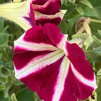 #ガーデニング,ピンクワールドへ ようこそ,エクステリアの画像