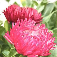 ヒナギク,デージー,デージーバンバン,花のある暮らし,緑のある暮らしの画像