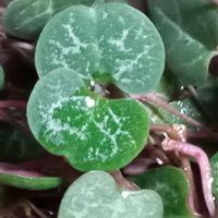 ハートカズラ,ラブチェーン,東北人花の会,チーム魔女っ子,yu ＆ゆうクラブの画像