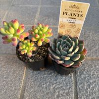 サボテン,白星,乙女心,七福美尼,多肉植物の画像