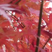 モミジの画像