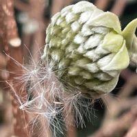 ミツマタ,お花は癒し,花が好き❤,☆携帯撮影☆の画像