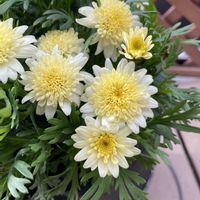 ボンザマーガレット,鉢植え,ガーデニング,冬の花,サントリー フラワーズの画像