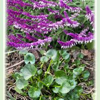 スイセン,ヒメリュウキンカ,アメジストセージの画像