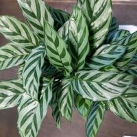 カラテア マコヤナの画像