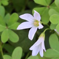 カタバミの画像