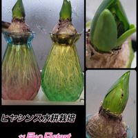 トラディスカンティア・ゼブリナ,ベゴニア,ヒヤシンス 水耕栽培,花のある暮らし,ヒヤシンス水栽培の画像