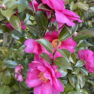 ツバキ,ツバキ,マツ,マツ,戦没者慰霊塔の画像