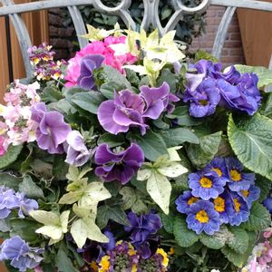 寄せ植え,鉢植え,ガーデニング,散策,壁掛けの画像