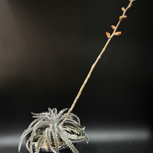 多肉植物,観葉植物,ブロメリア,珍奇植物,ビザールプランツの画像