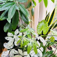 パキラ,パキラ ミルキーウェイの画像