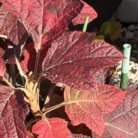 カシワバアジサイ,カシワバアジサイの画像