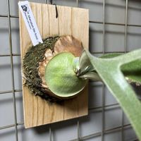 コウモリラン,リビング・ダイニングの画像