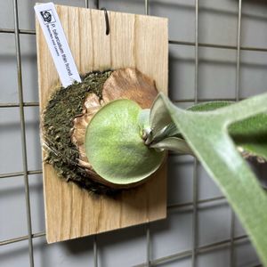 コウモリラン,リビング・ダイニングの画像