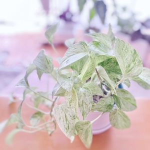 ポトス,ポトスマーブルクイーン,観葉植物,リビング,垂れる植物の画像