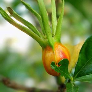 クチナシ,クチナシの実,花のある暮らし,お散歩道の画像