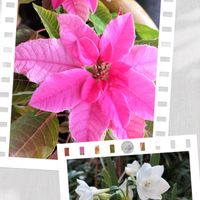 プリンセチア,純白カホリスイセン,チーム愛知,すずガーデンの画像