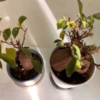 ガジュマル,熱帯植物,ガジュマル兄弟,母のインフルエンザ,岩戸開きの画像