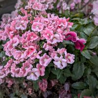 ネメシア,ハツユキカズラ,パンジー,寄せ植え,ギャザリングの画像