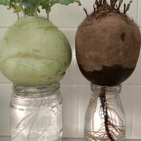 コールラビ,テーブルビート,火焔菜,火焔菜,キッチンの画像