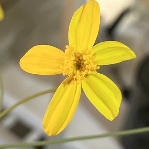 オトンナ,オトンナ トリプリネルビア,多肉植物,塊根植物,オトンナ属の画像
