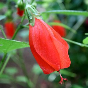 ウナズキヒメフヨウ,スリーピング ハイビスカス,頷き姫芙蓉,赤い花,温室の画像