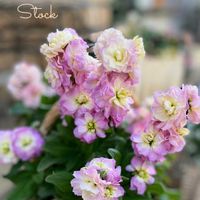 八重咲きストック,エキナセア シャイアンスピリット,寄せ植え,籠寄せ,癒しのお花の画像