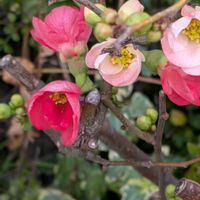 ボケ,ガーデンシクラメン,カルーナ,宿根ガーベラ,木瓜(ボケ)の画像