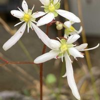 ダイモンジソウ,ダイモンジソウ,公園,鉢植え,花壇の画像