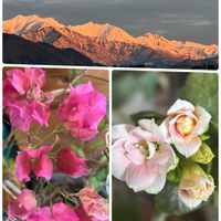 カランコエ,ブーゲンビリア,北アルプス遠望,病気療養中,病気に負けない❤!の画像