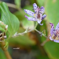 ホトトギス,マクロレンズ,お出かけ先にて,ミラーレス一眼,大阪ステーションシティの画像