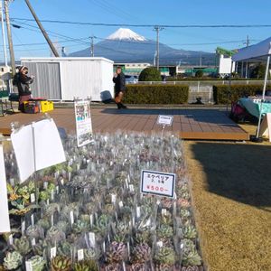 多肉植物,多肉大好き,つぶつぶ,ぷりぷり多肉,お誘いの画像