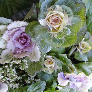 ハボタン,葉牡丹,ガーデニング,ナチュラルガーデン,マイガーデンの画像