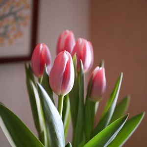 チューリップ,福岡,備忘録,癒し…,記録の画像