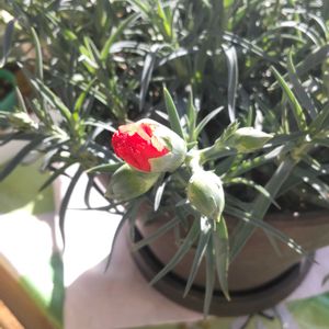 カーネーションの蕾,母の日,栽培記録,カーネーション♡,その他部屋の画像