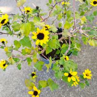 ヒマワリ,アポロン,ひまわり,ひまわり アポロン,カダンの画像