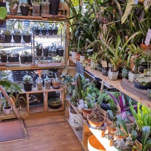 多肉植物,ウラボシ科,ビカクシダ属,食中植物,塊根の画像