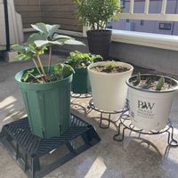 アネモネ,アネモネ,クリスマスローズ,クリスマスローズ,チューリップの画像