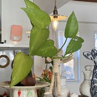 ポトス,観葉植物,花のある暮らし,緑のある暮らし,今年もよろしくお願いしますの画像