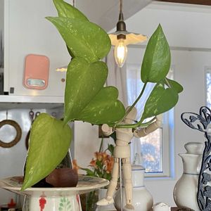 ポトス,観葉植物,花のある暮らし,緑のある暮らし,今年もよろしくお願いしますの画像