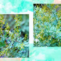 ミモザ,ミモザ,花のある暮らし♡,ウクライナに平和を,武器ではなく花をの画像